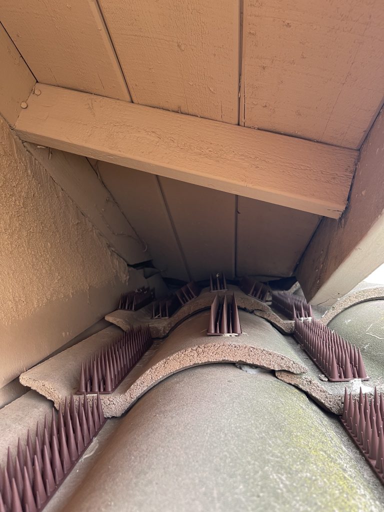 Bird spikes installed